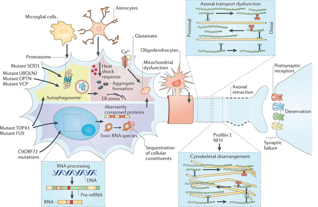 Nature Reviews Neuroscience Journal Nature Reviews Neuroscience Journal